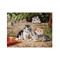 Kit de broderie Les chats Kit de broderie Les chats