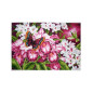 Printed Aida kit Orchids