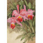 Borduurpakket Tropische orchidee