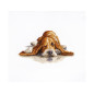 Borduurpakket Basset 2 Borduurpakket Basset 2