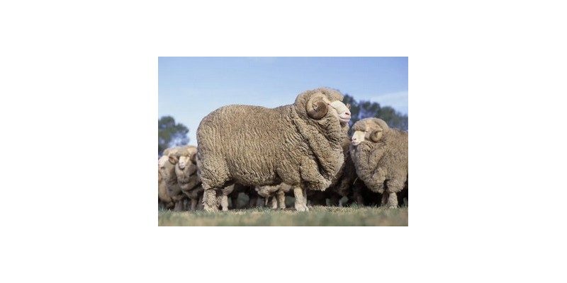 Laine mérinos, alpaga, mohair et autres fibres : quel fil choisir ?
