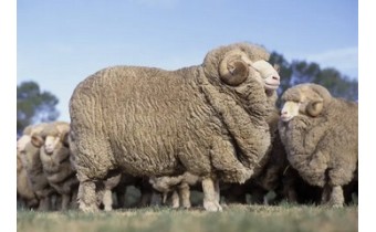 Laine mérinos, alpaga, mohair et autres fibres : quel fil choisir ?